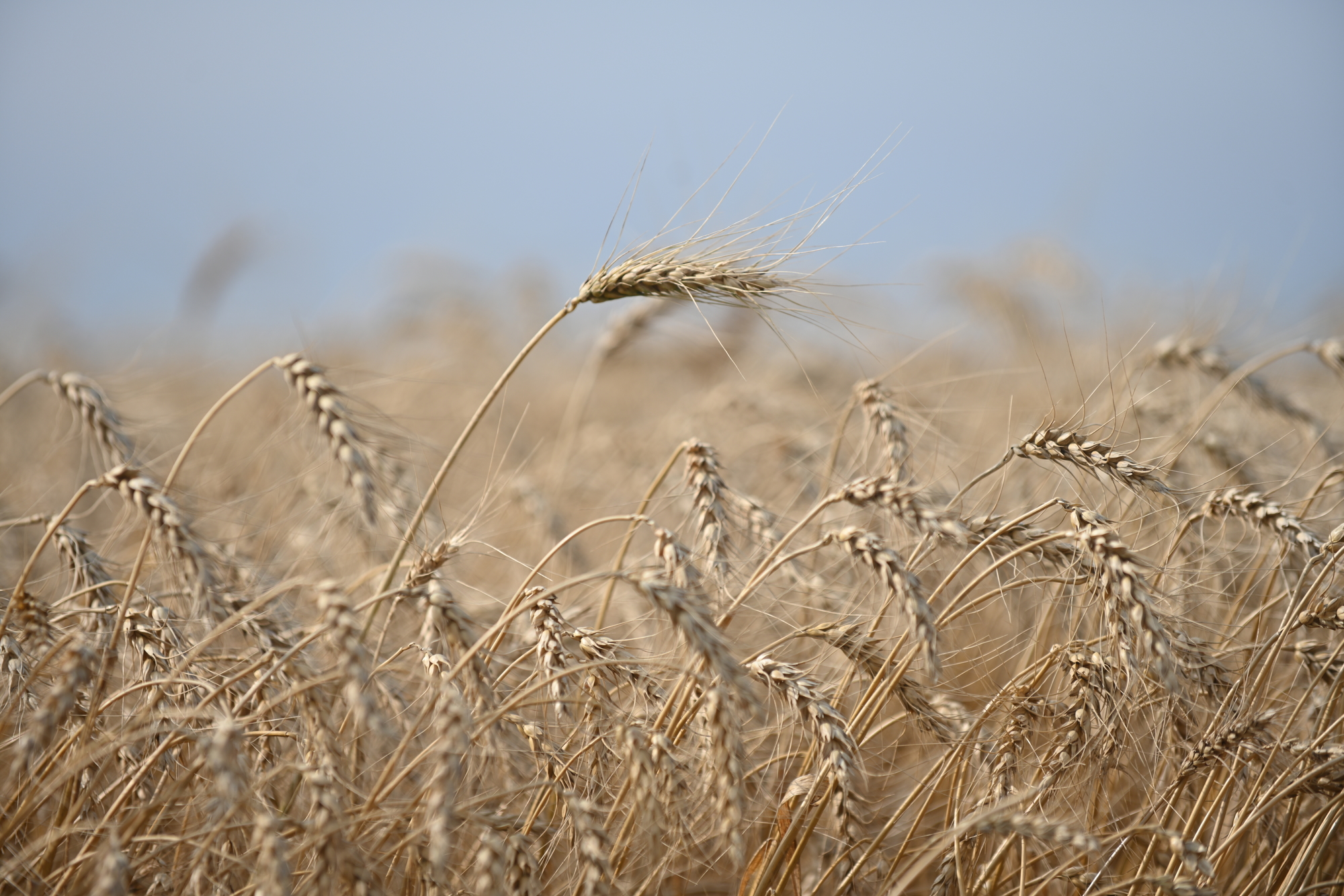 Crop Yields and Improved Loss Ratios